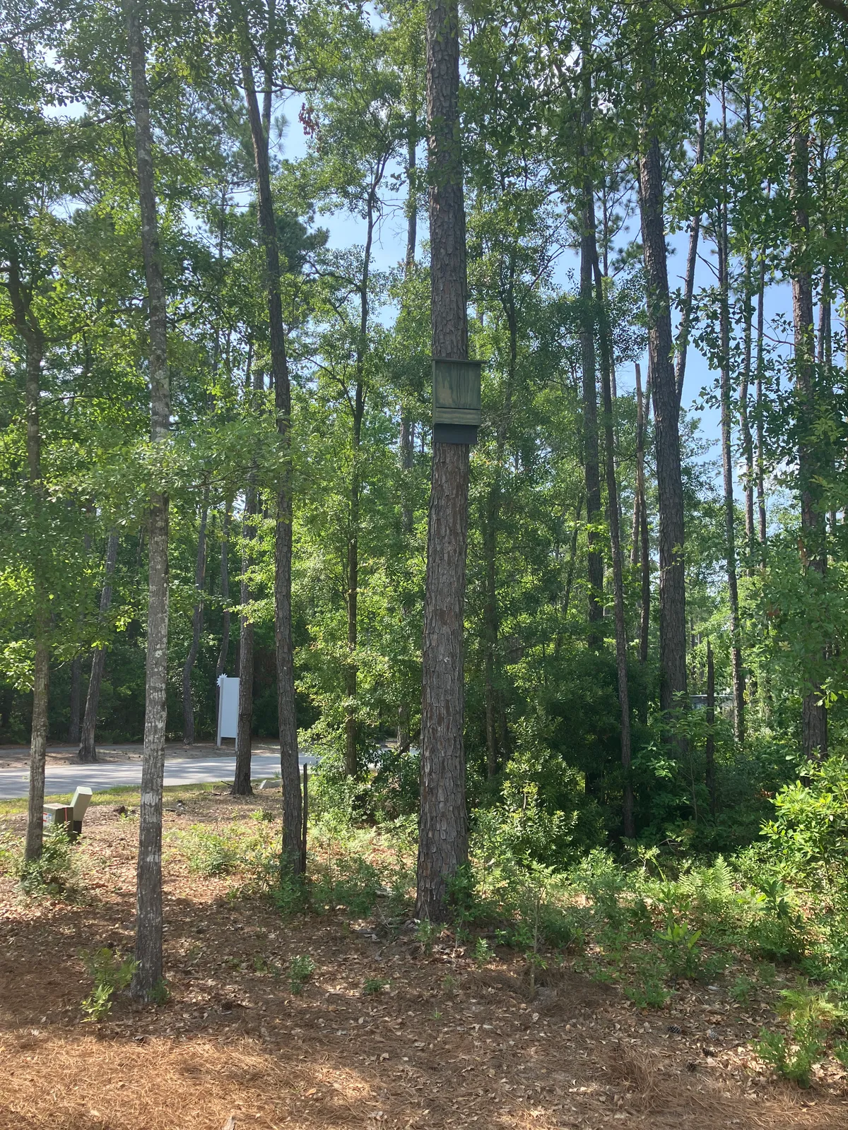 Project image enlarged